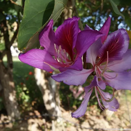 Our House Hébergement de vacances Kanálion